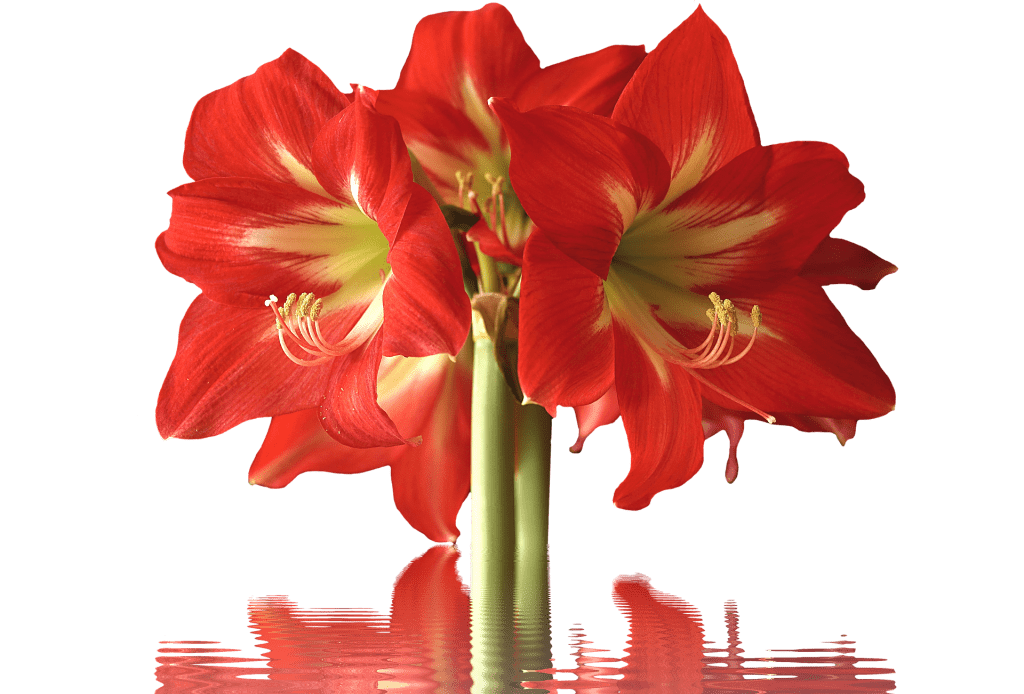 red amaryllis blossoms