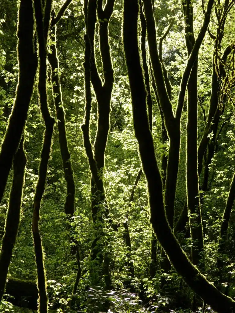 sunlight in a green forest