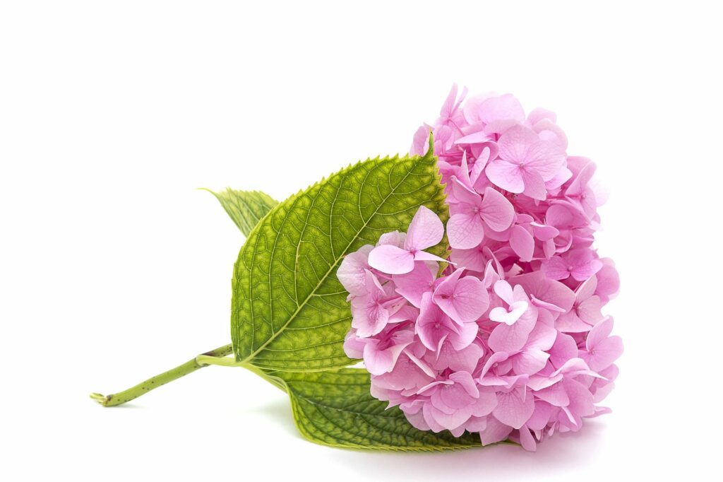 pink hydrangea stem on a white background